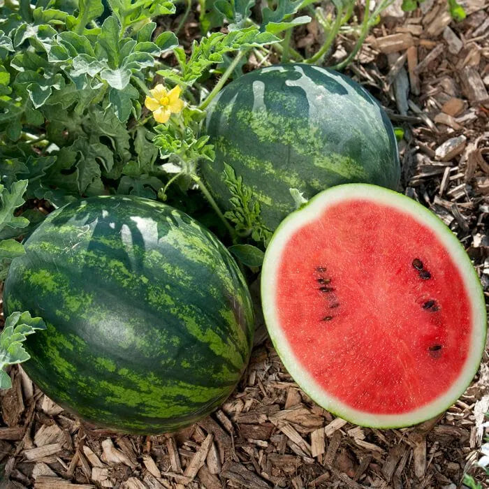 Graines de Pastèque naturelles et savoureuses à la maison !