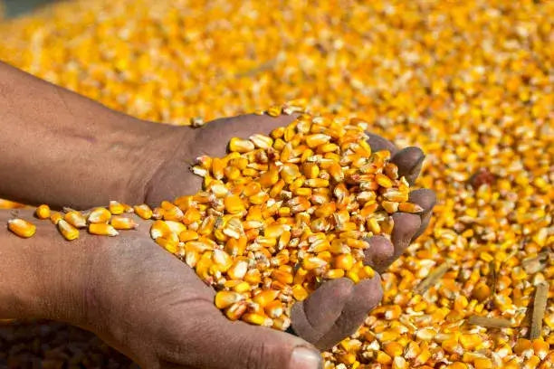 Maïs Doux Jaune Doré – Cultivez chez vous, mangez sain